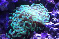 Hammer Coral Thumbnail