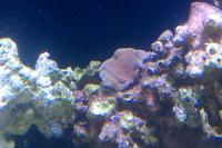 Purple Rim Montipora Capricornus Thumbnail