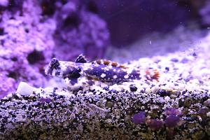 Femalel Scooter Blenny Thumbnail