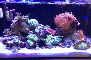 My Aquarium Thumbnail