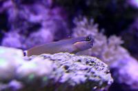 Tail Spot Blenny