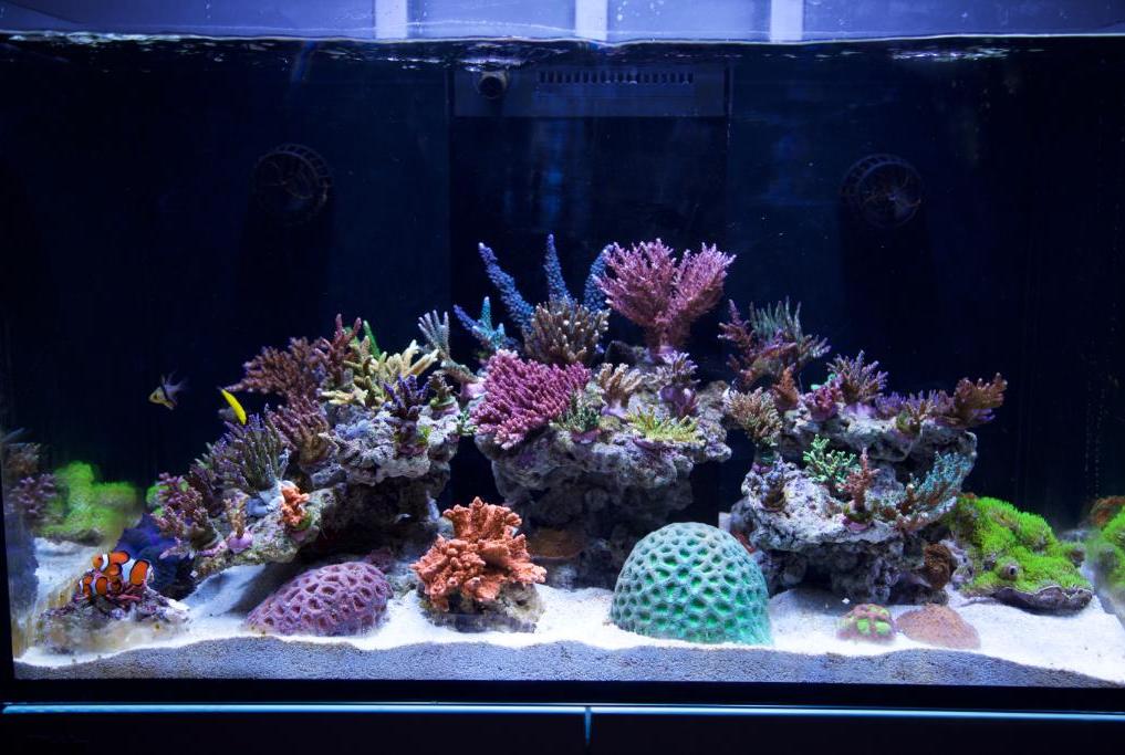 Test Aquarium on April 30, 2018