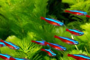 Cardinal Tetras Thumbnail