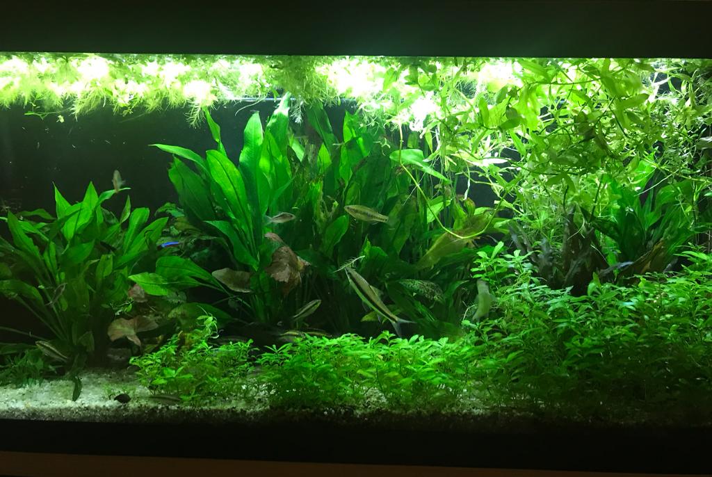 My Aquarium on May 2, 2018