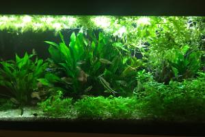 My Aquarium on May 2, 2018