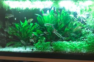 My Aquarium on May 2, 2018