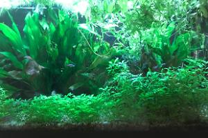 My Aquarium on May 2, 2018