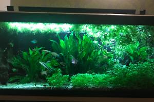 My Aquarium on May 2, 2018