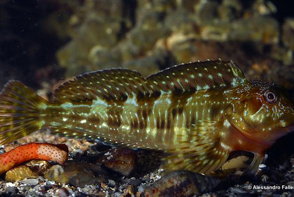 Molly Miller Blenny