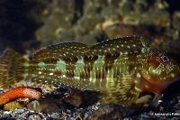 Molly Miller Blenny