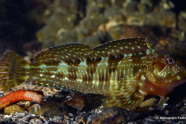 Molly Miller Blenny / Scartella cristata 46