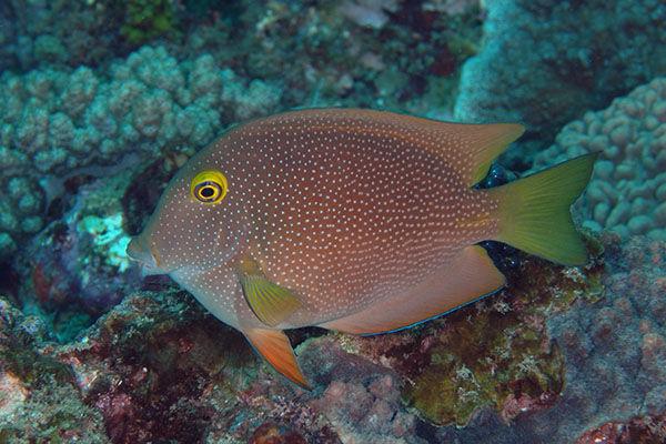 Spotted Bristletooth Tang / Ctenochaetus truncatus 75