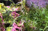 Refugium Display on May 6, 2018