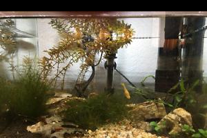 Oji’s tank on May 8, 2018