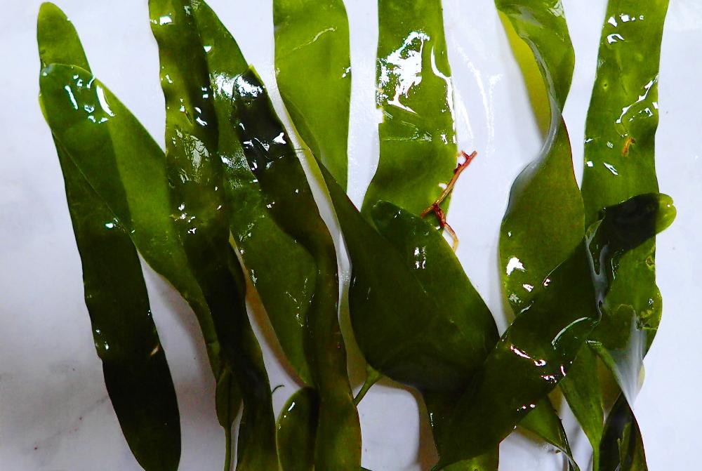 Caulerpa prolifera