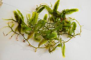 Caulerpa taxifolia