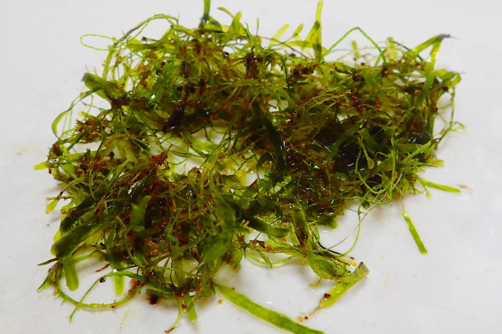 Caulerpa Brachypus