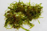 Caulerpa Brachypus Thumbnail