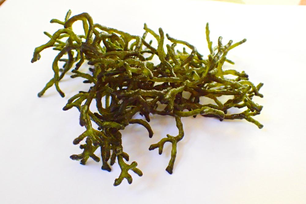 Codium Algae / Codium sp 8