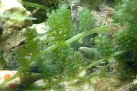 Caulerpa Thumbnail