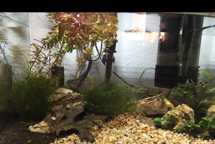 Oji’s tank on May 11, 2018