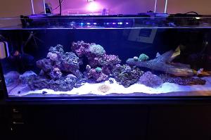 Reef Tank Thumbnail