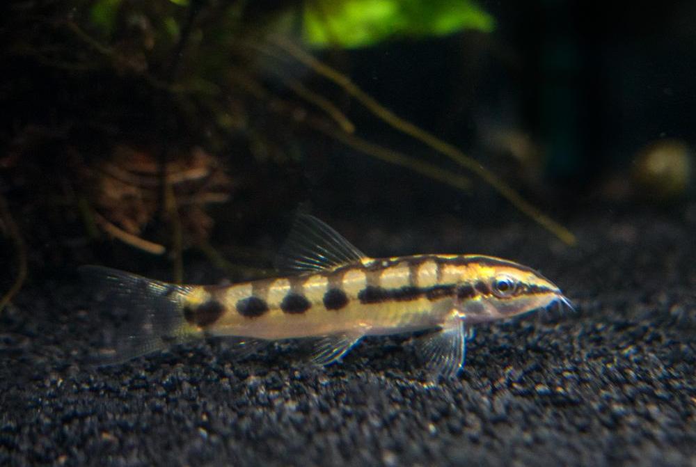 Chainlink Loach