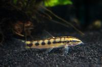 Chainlink Loach Thumbnail