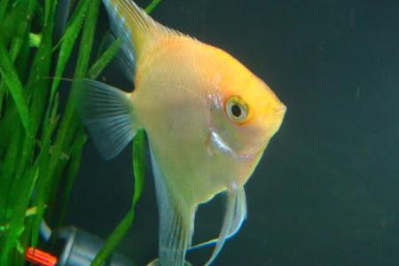 Golden Angelfish / Centropyge aurantia 10