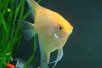 Golden Angelfish Thumbnail