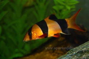 Clown Loach Thumbnail