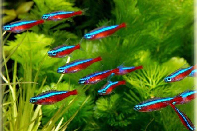 Cardinal Tetra / Paracheirodon axelrodi 535