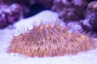 Short Tentacle Plate Coral Thumbnail