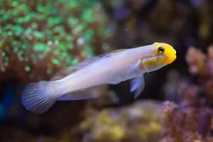 Sleeper Gold Head Goby Thumbnail