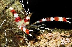 Banded Coral Shrimp Thumbnail