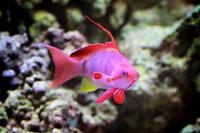 Red Lyretail Anthias Thumbnail