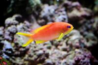 Orange Anthias Thumbnail