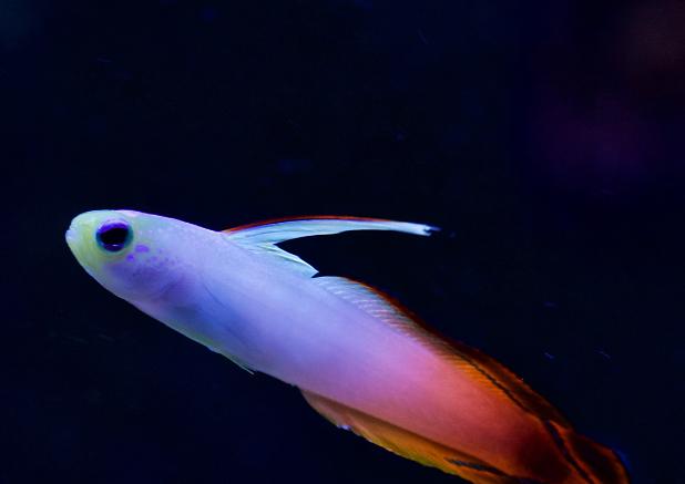 Powder Blue Tang