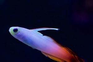 Powder Blue Tang