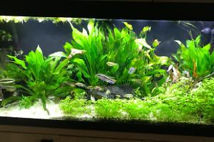 My Aquarium on May 19, 2018