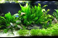 My Aquarium on May 19, 2018