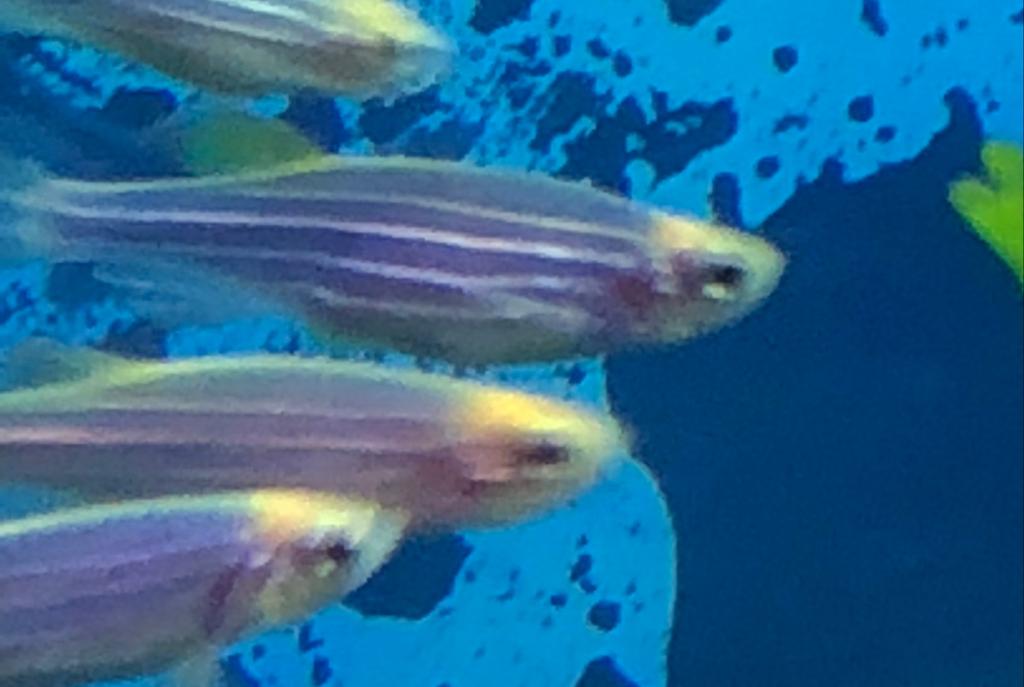 Cosmic Blue Danios