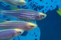 Zebra Longfin Danio Thumbnail