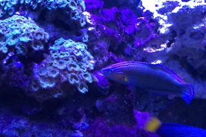 Melanuras wrasse Thumbnail