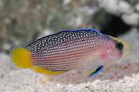 Splendid Dottyback Thumbnail