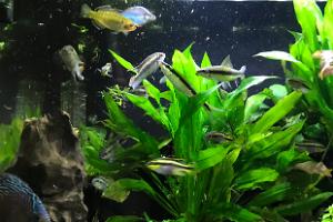 My Aquarium on May 20, 2018