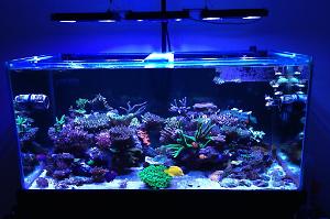 Shane's SPS Tank Thumbnail