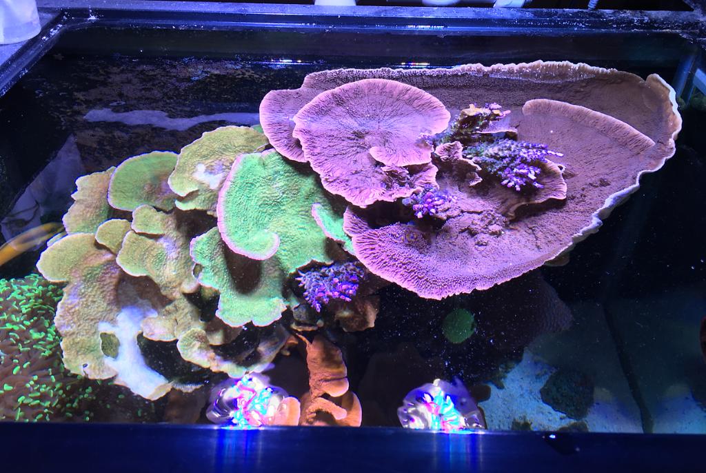 Main Display ~ Mixed Reef on May 20, 2018