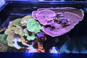 Main Display ~ Mixed Reef on May 20, 2018