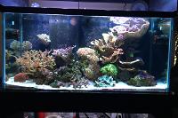 Main Display ~ Mixed Reef on May 20, 2018